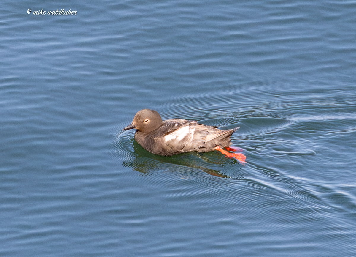 Pigeon Guillemot - ML641570080