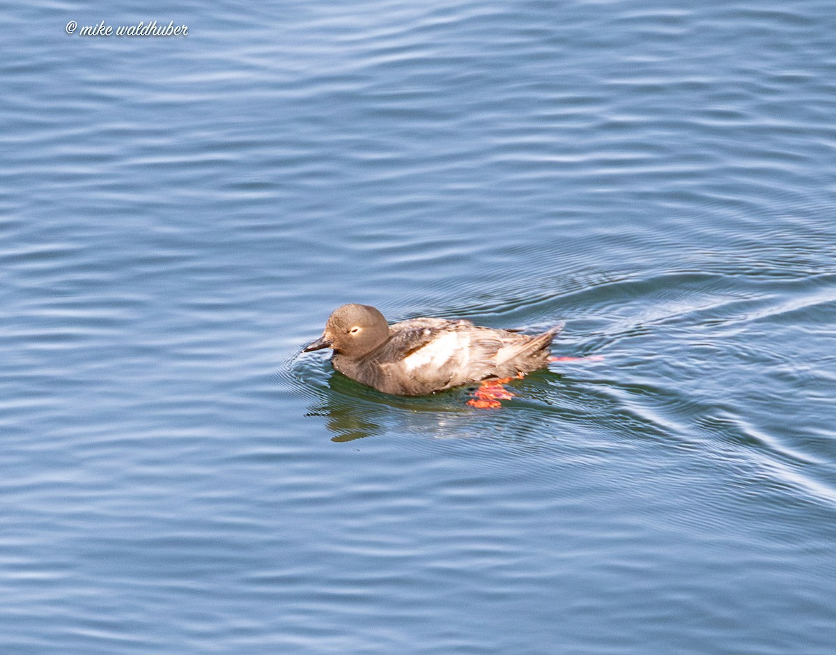 Pigeon Guillemot - ML641570081