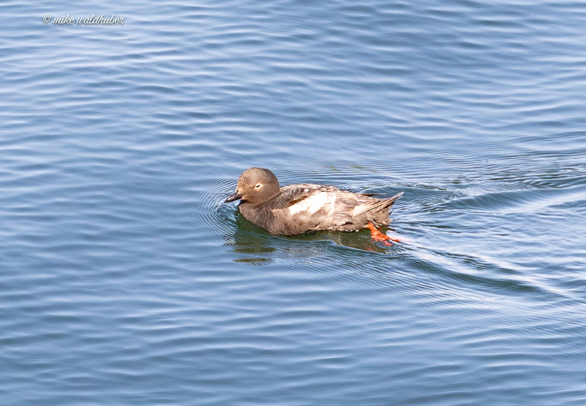 Pigeon Guillemot - ML641570082