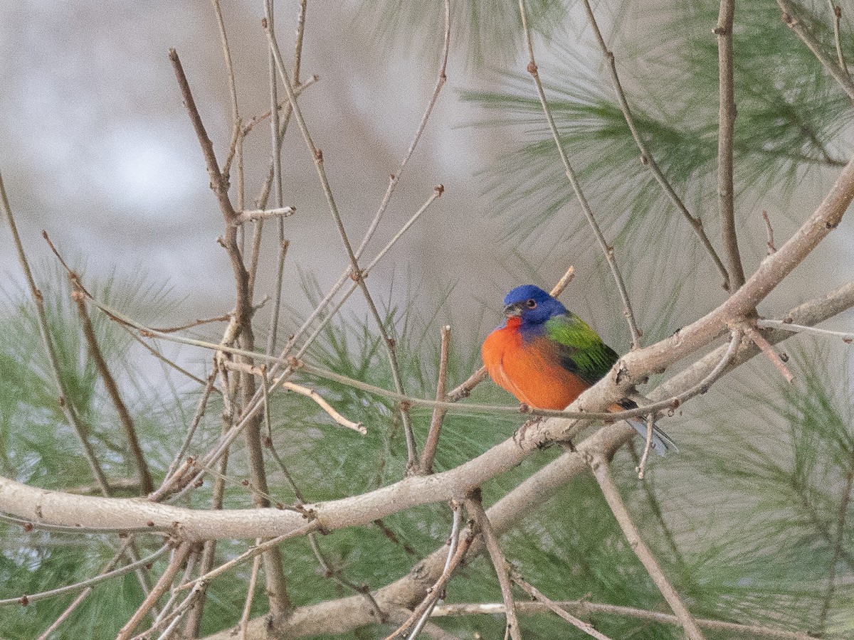 Painted Bunting - ML641570087