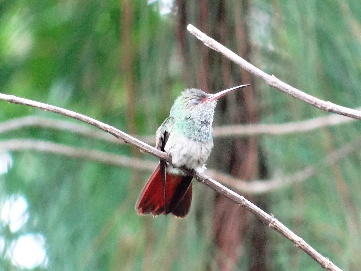 Rufous-tailed Hummingbird - ML64157011