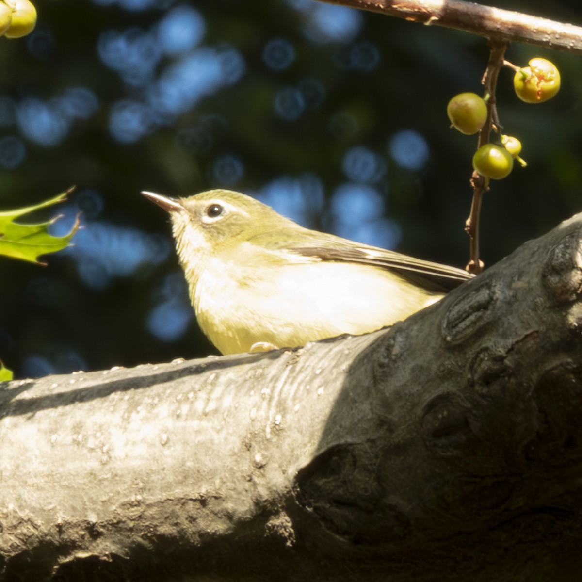 Black-throated Blue Warbler - ML641570114