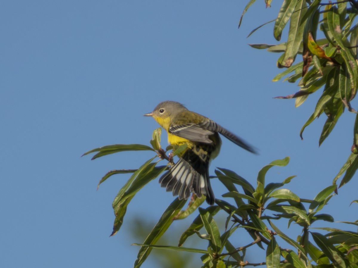 Magnolia Warbler - ML641570117