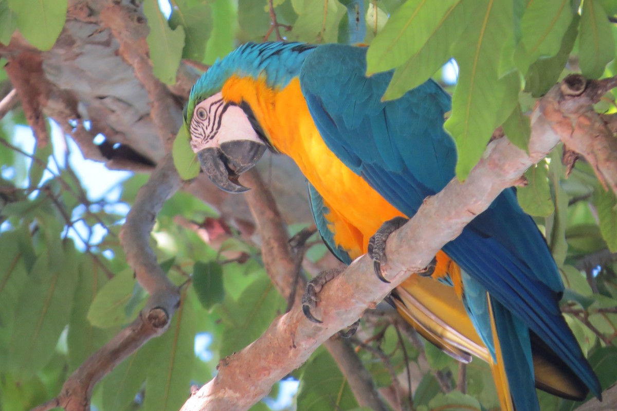Blue-and-yellow Macaw - ML641570118