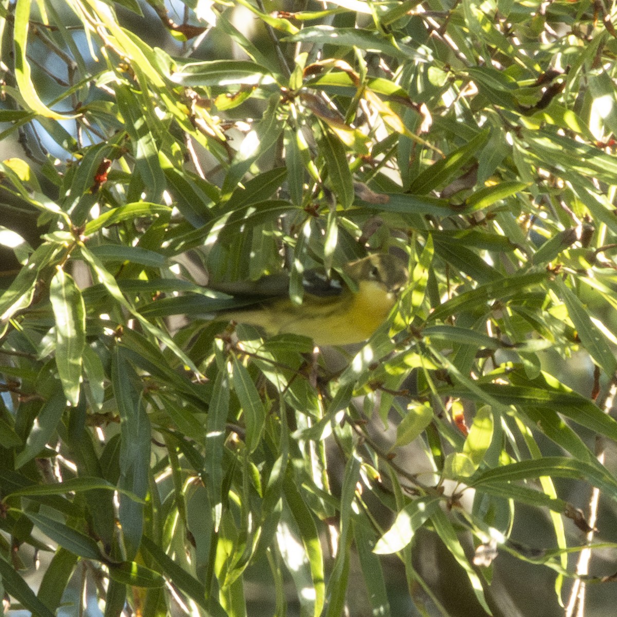 Blackburnian Warbler - ML641570128