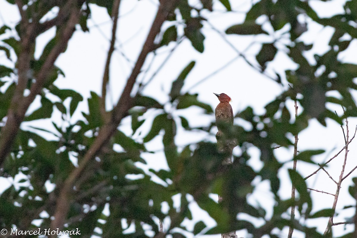 Banded Woodpecker - ML641570133