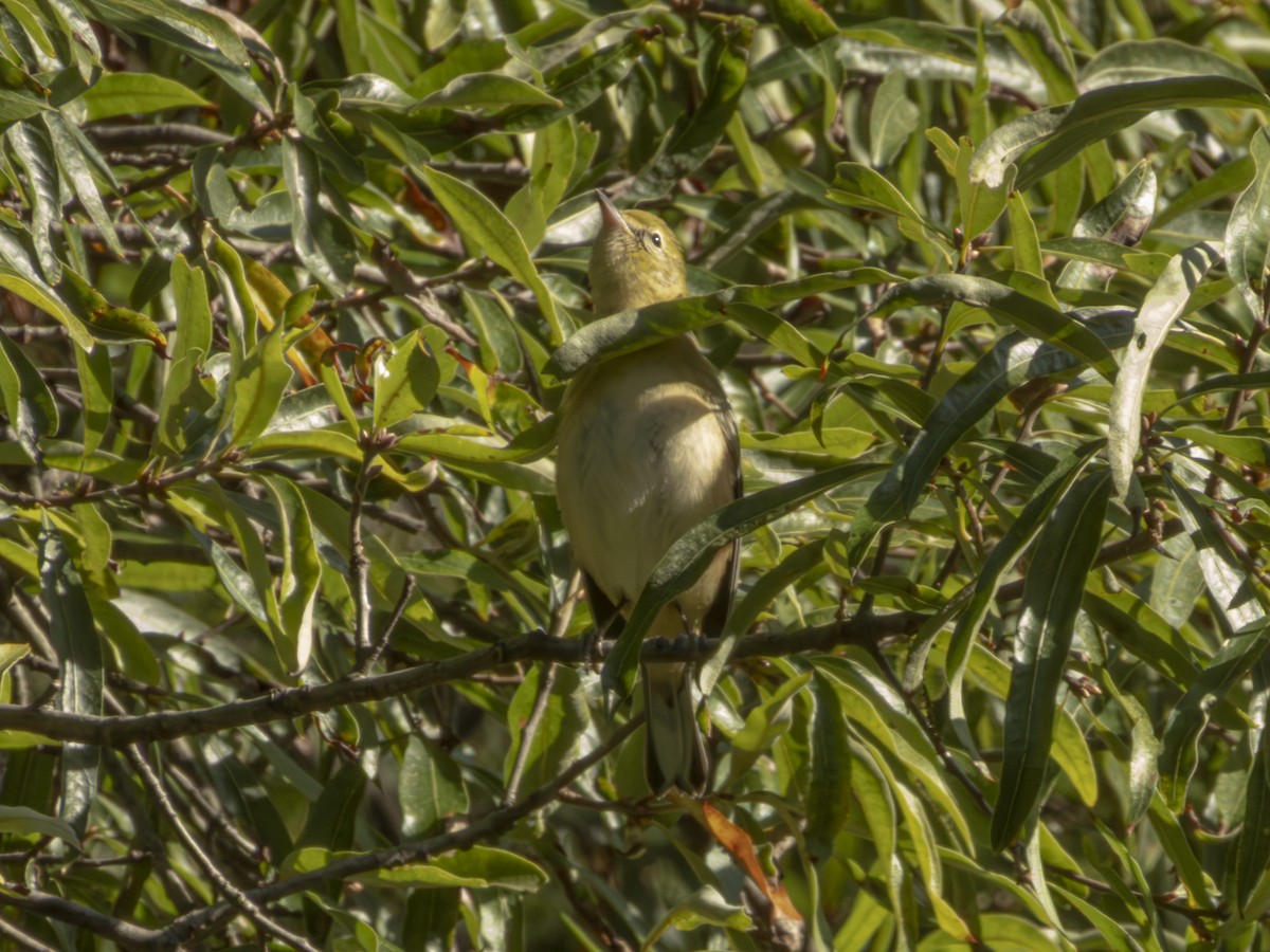 Bay-breasted Warbler - ML641570134