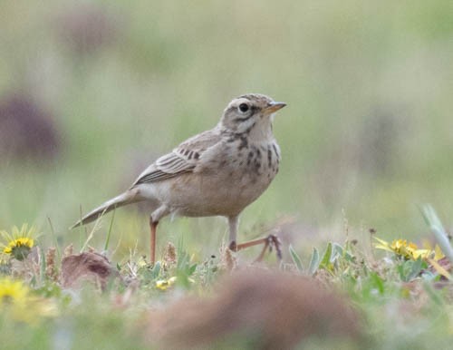 African Pipit - ML641570135
