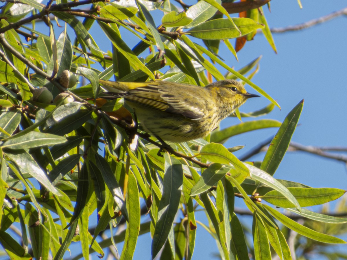 Cape May Warbler - ML641570138