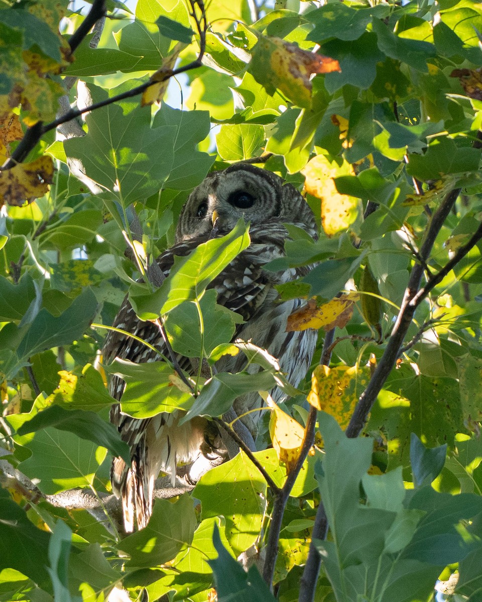 Barred Owl - ML641570147