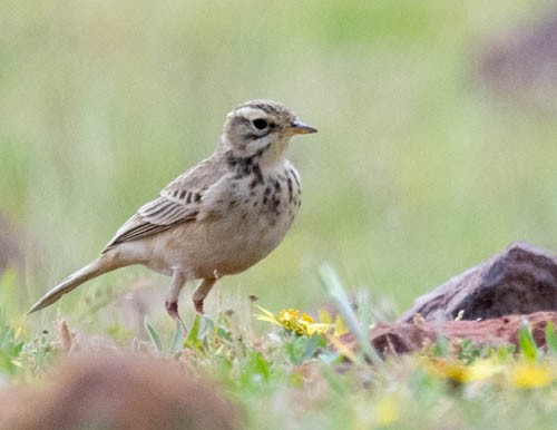 African Pipit - ML641570148