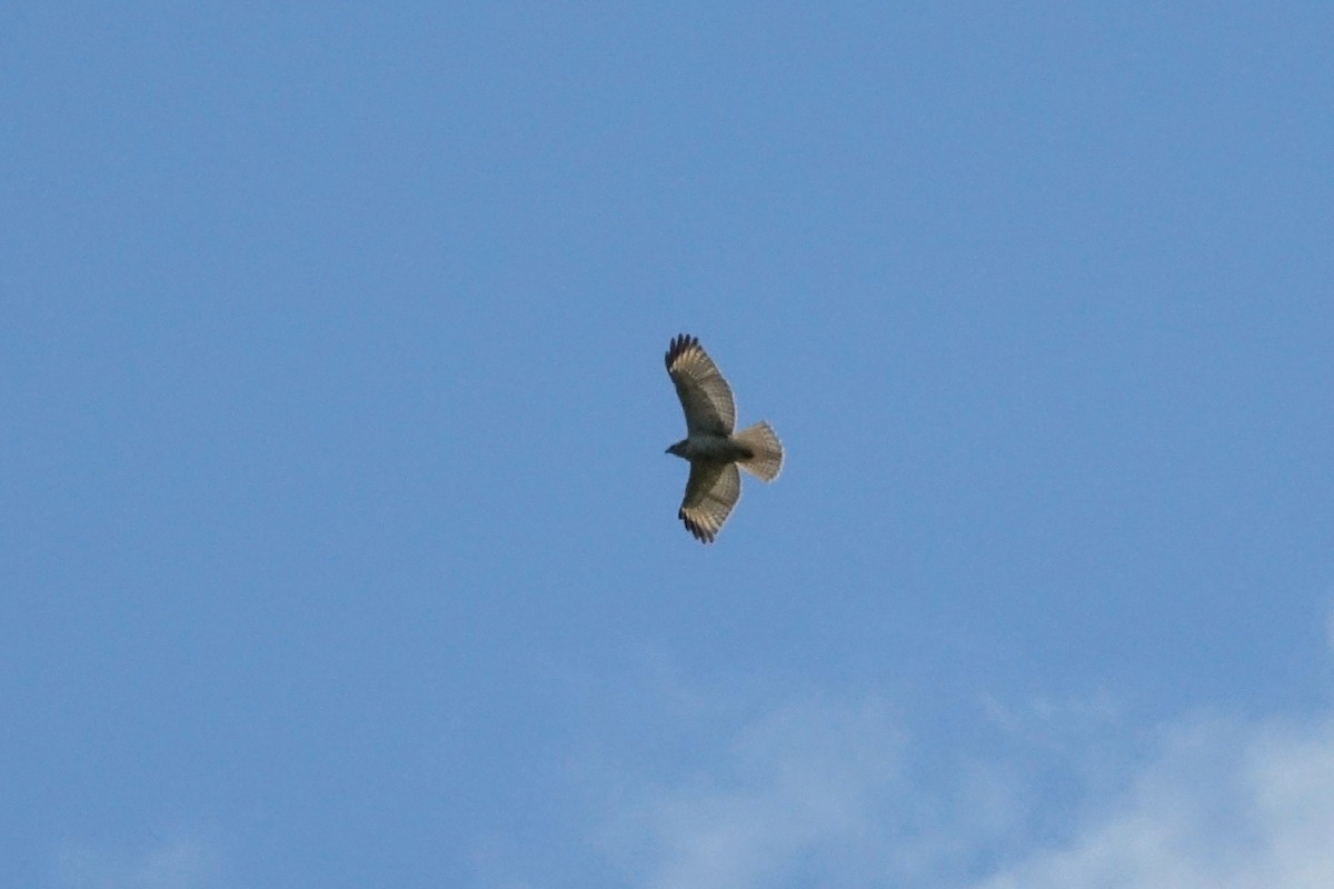 Red-shouldered Hawk - ML641570150
