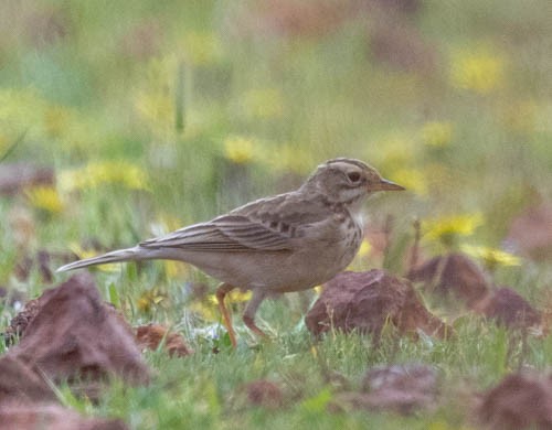 African Pipit - ML641570151