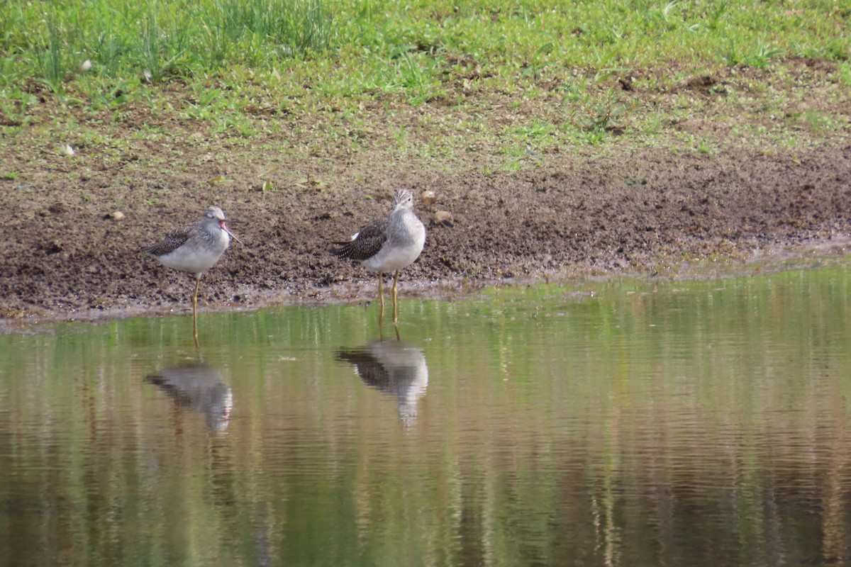 Greater Yellowlegs - ML641570152