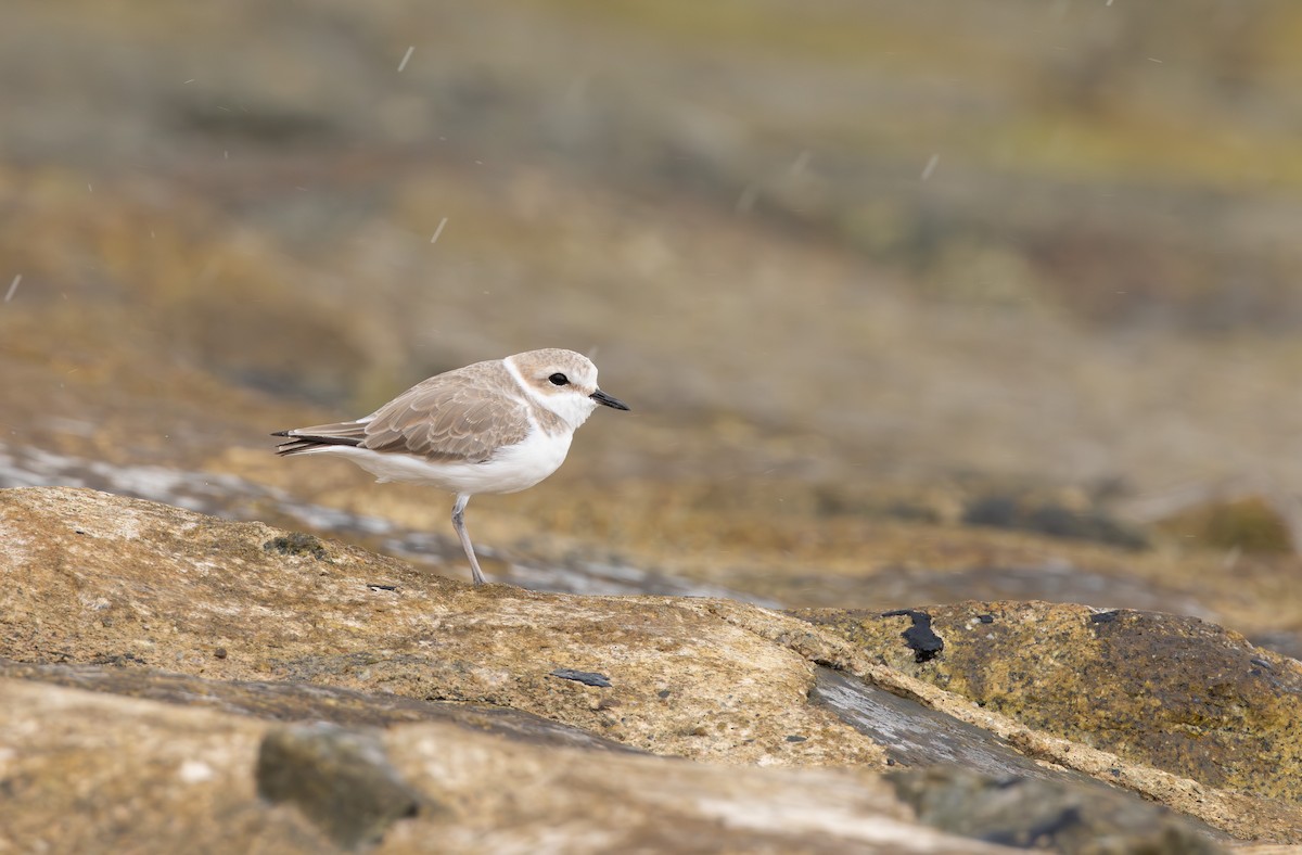 White-faced Plover - ML641570153