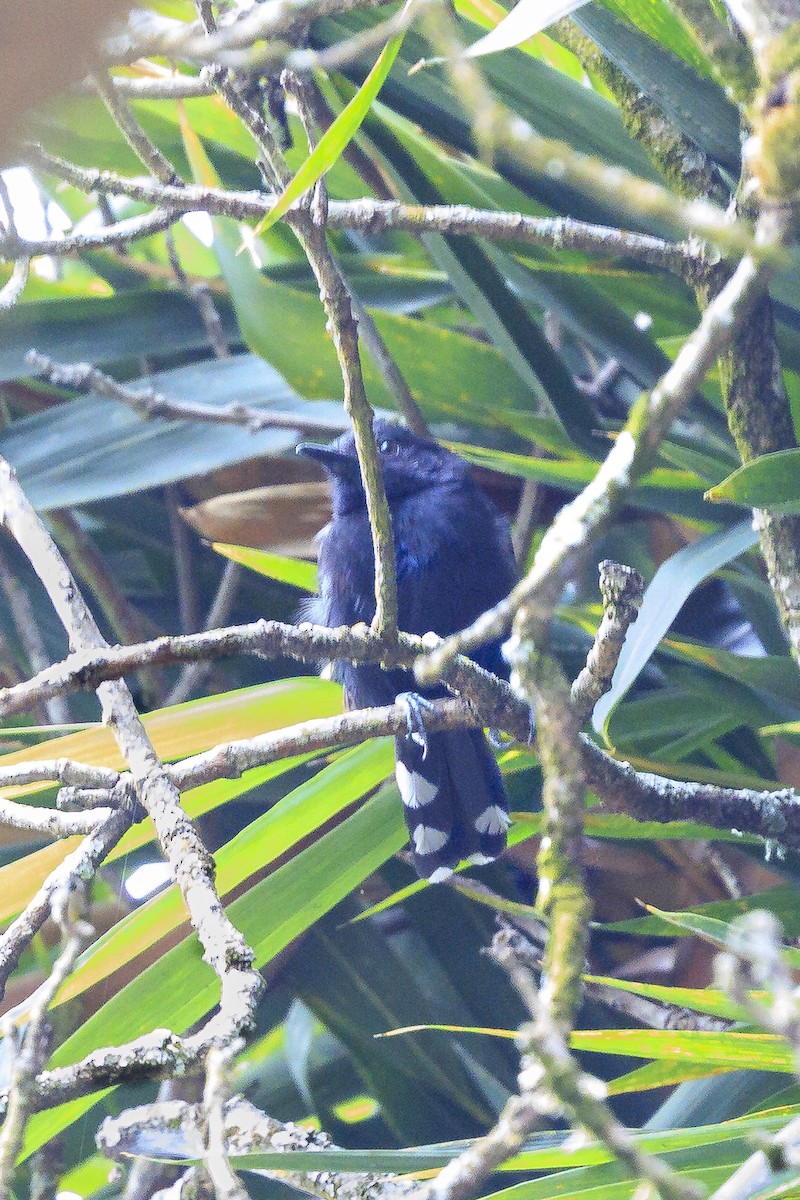 Jet Antbird - ML641570169