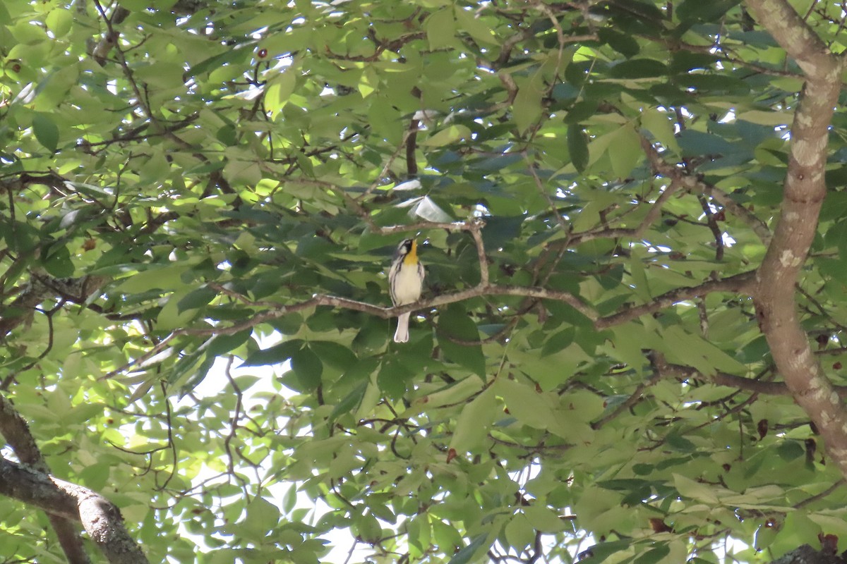 Yellow-throated Warbler - ML641570172
