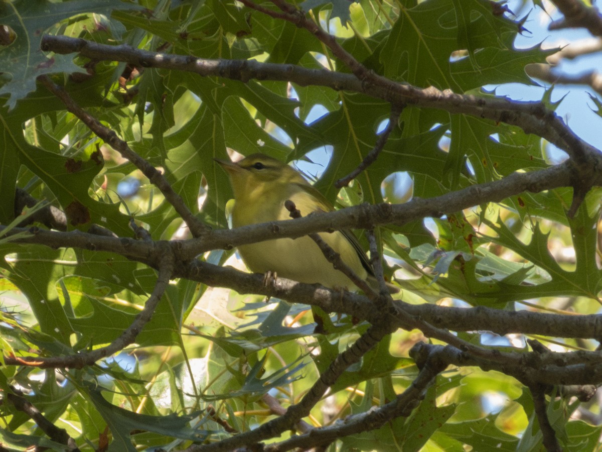Tennessee Warbler - ML641570175