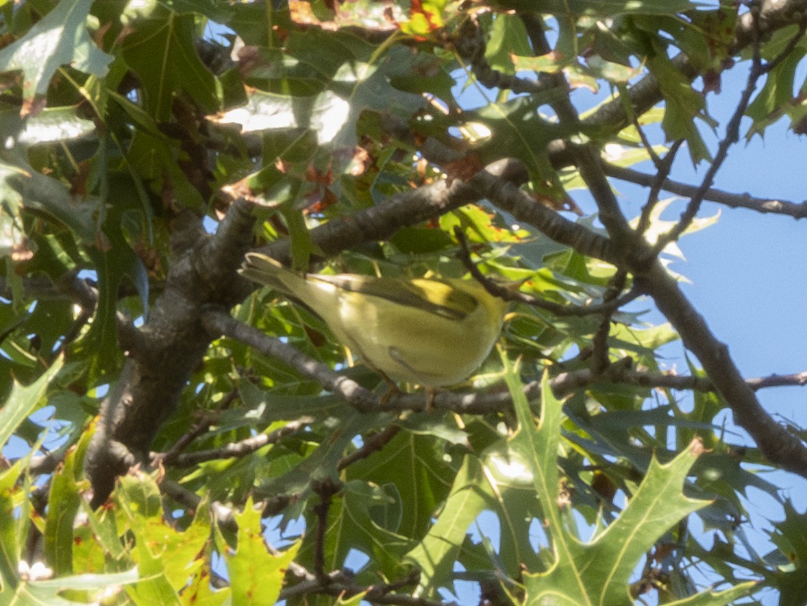 Tennessee Warbler - ML641570182