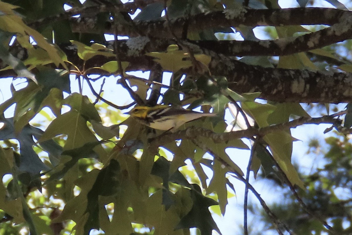 Black-throated Green Warbler - ML641570186