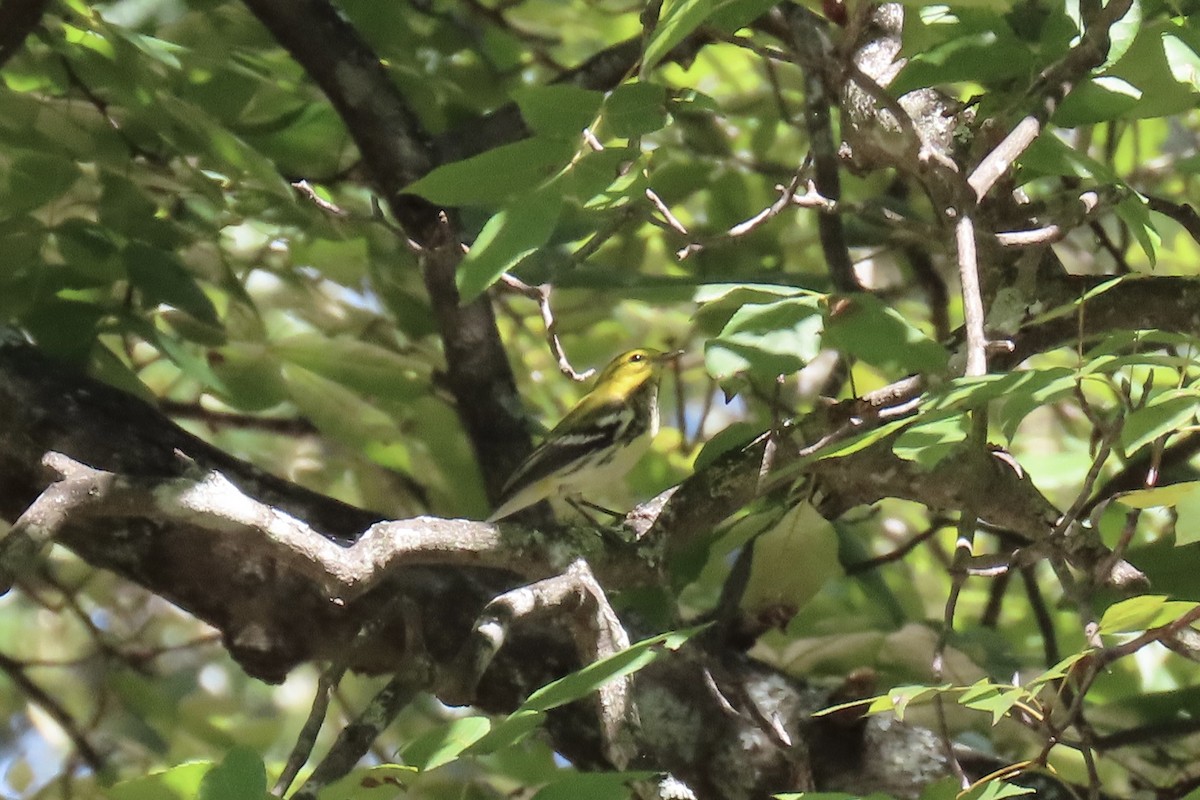 Black-throated Green Warbler - ML641570187
