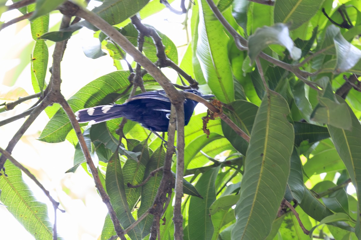 Jet Antbird - ML641570194