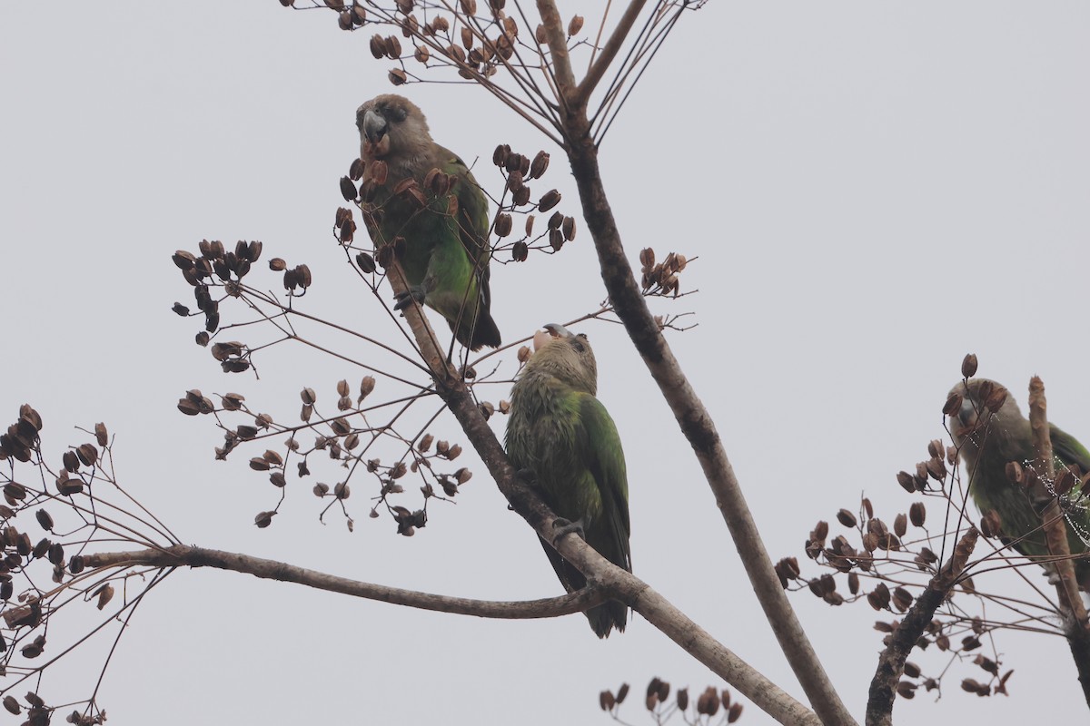Brown-headed Parrot - ML641570202