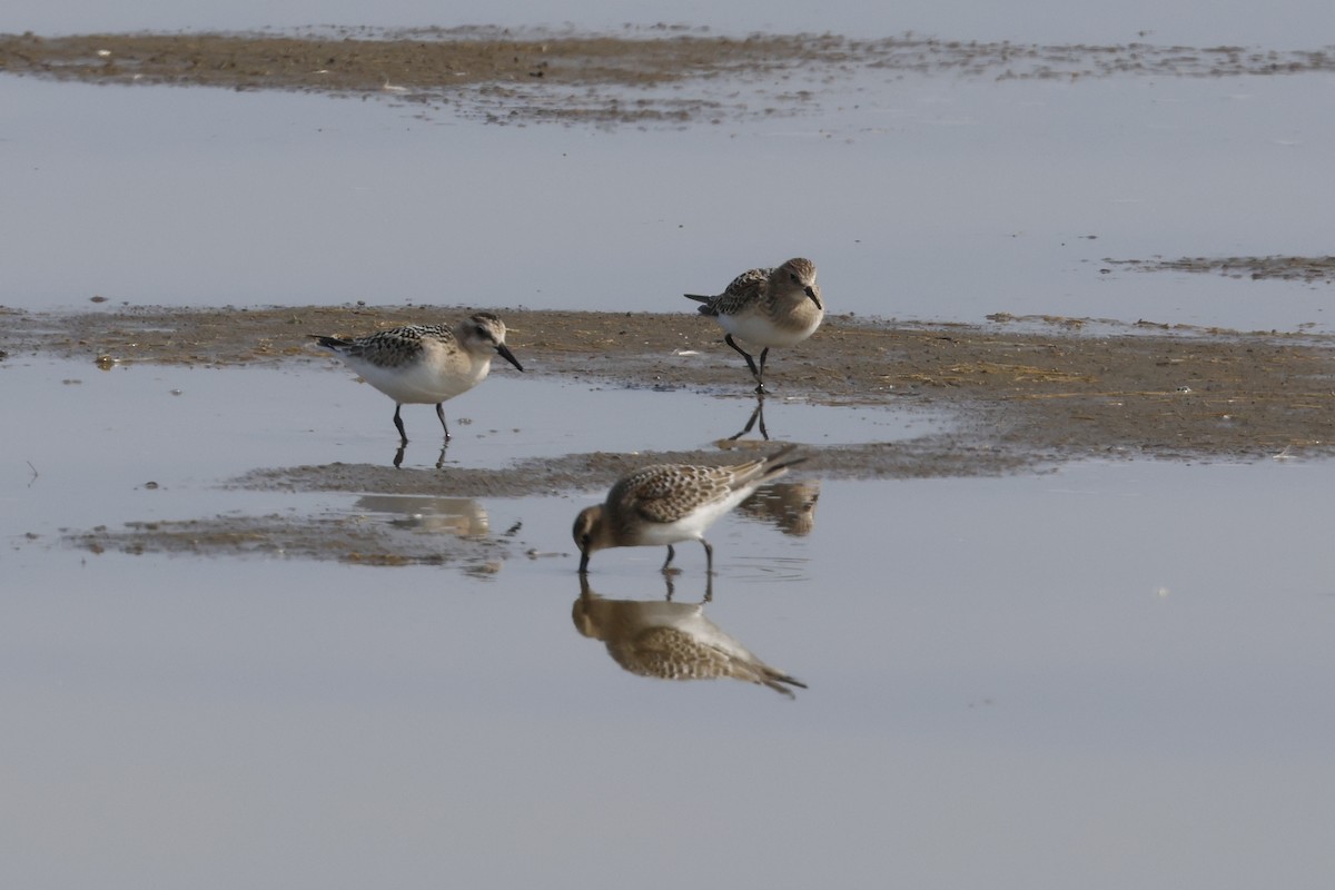 Baird's Sandpiper - ML641570204