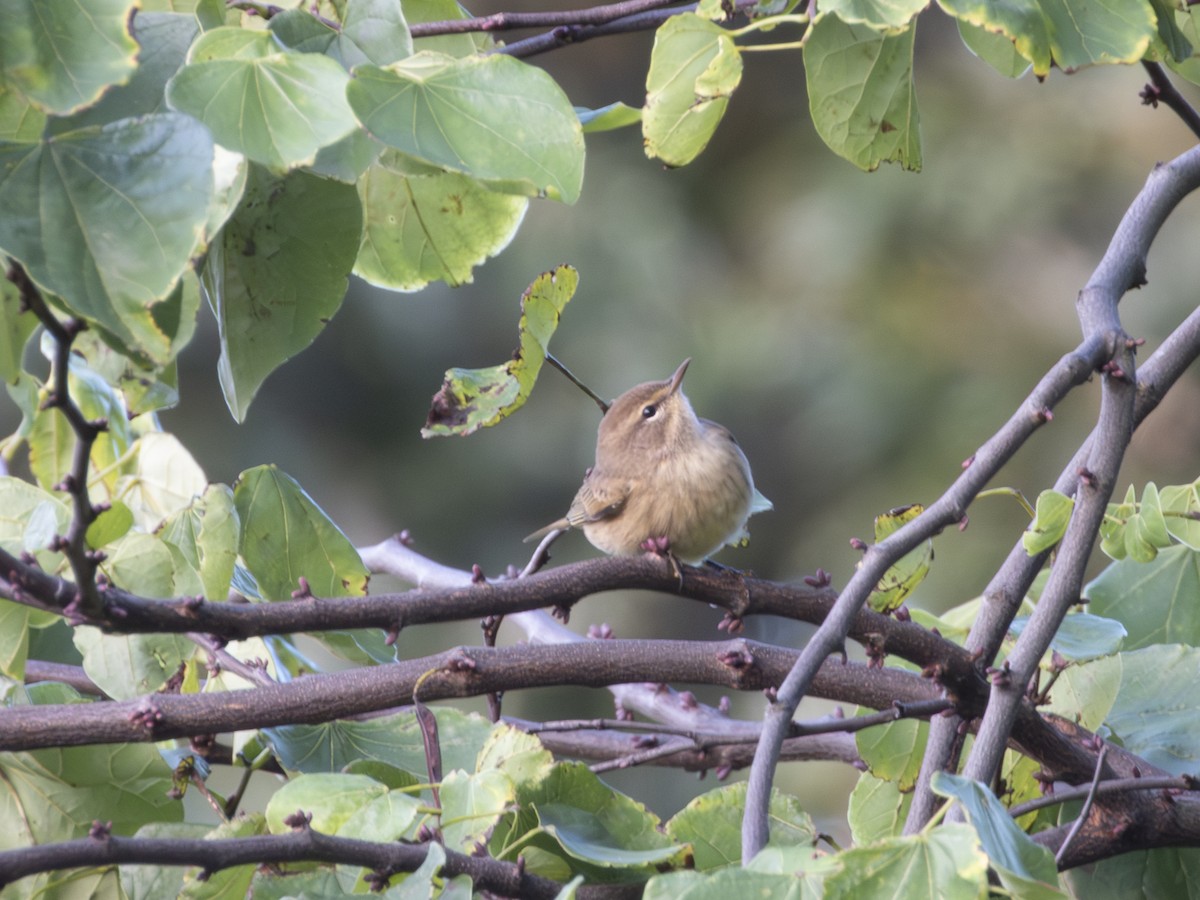 Palm Warbler - ML641570217