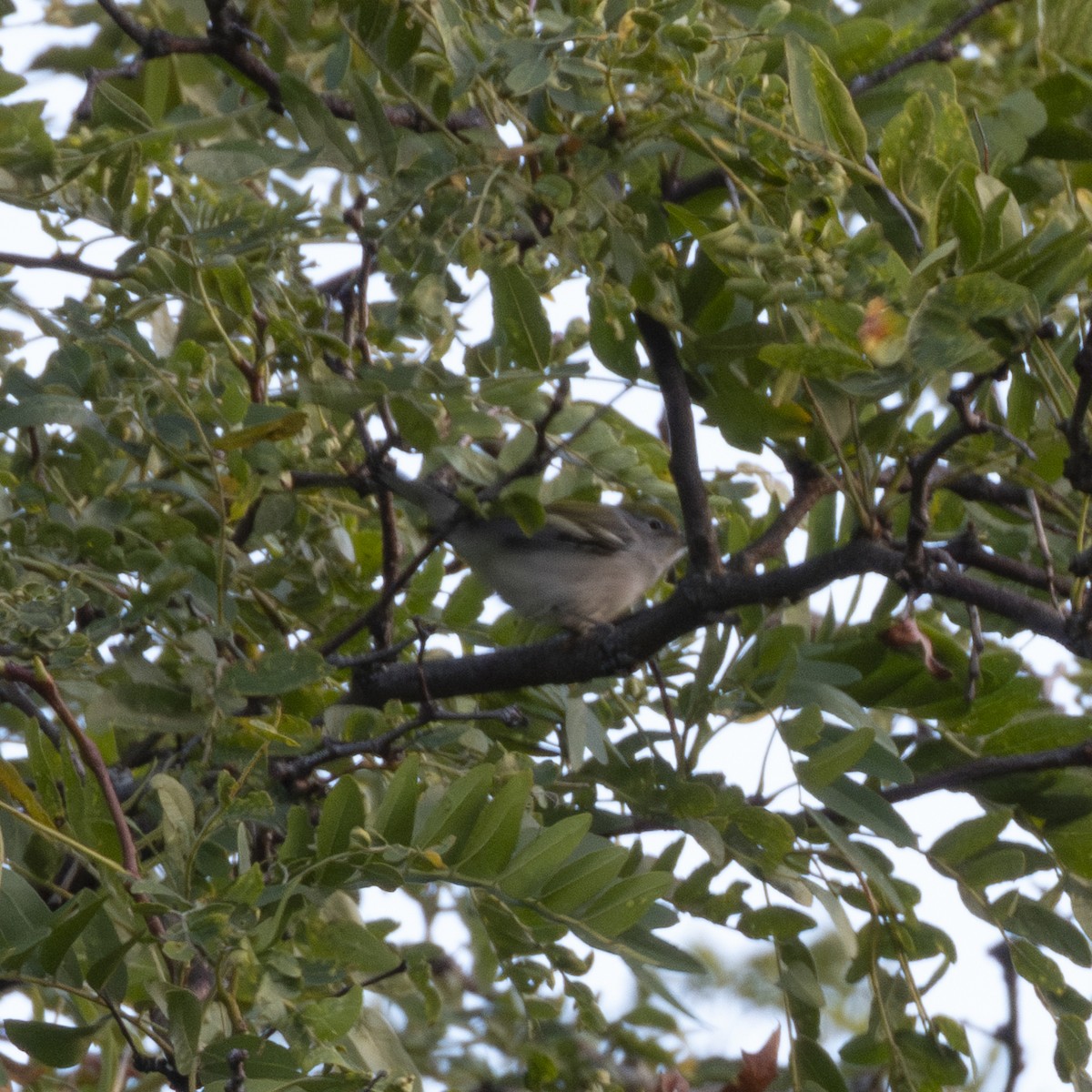 Chestnut-sided Warbler - ML641570231