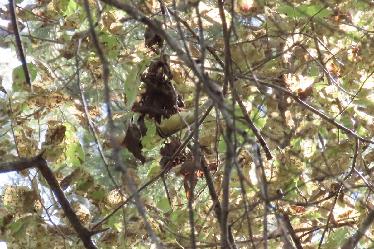 Worm-eating Warbler - ML641570248