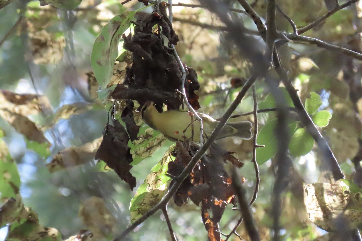Worm-eating Warbler - ML641570249