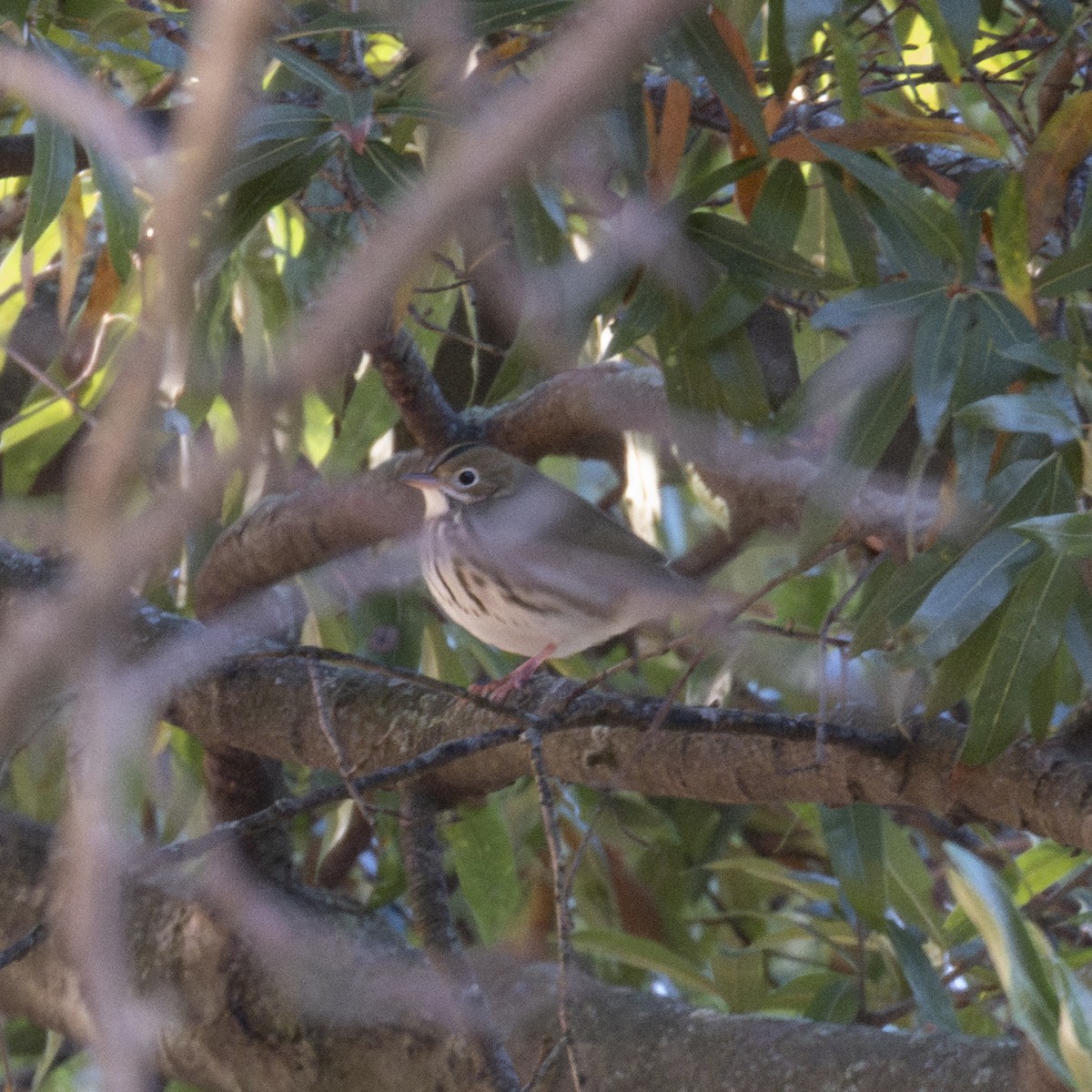 Ovenbird - ML641570256