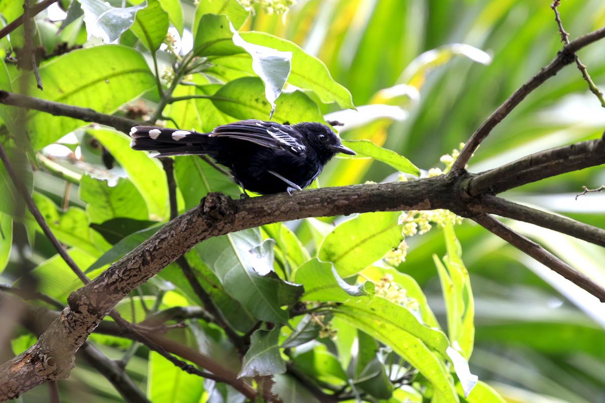 Jet Antbird - ML641570261