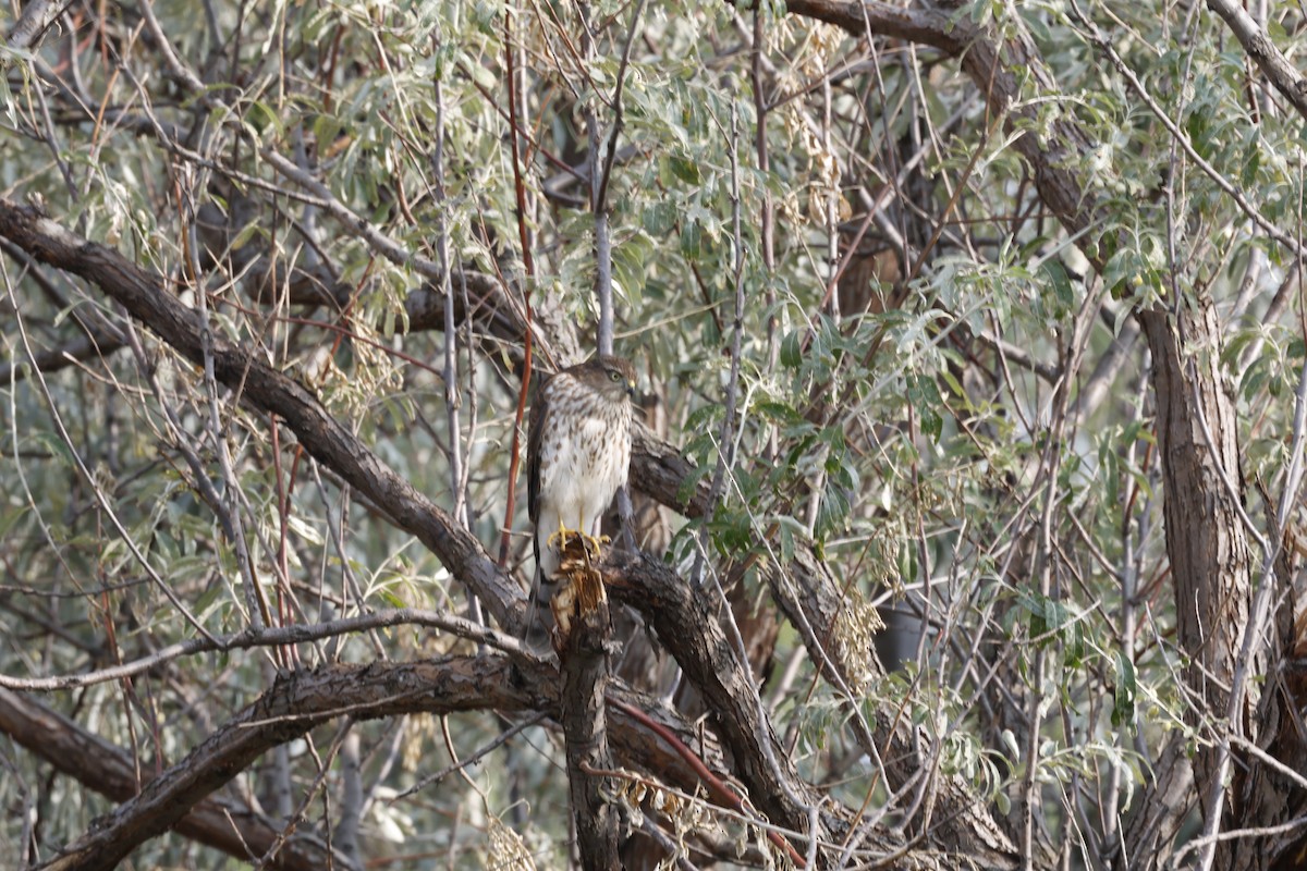 Sharp-shinned Hawk - ML641570265
