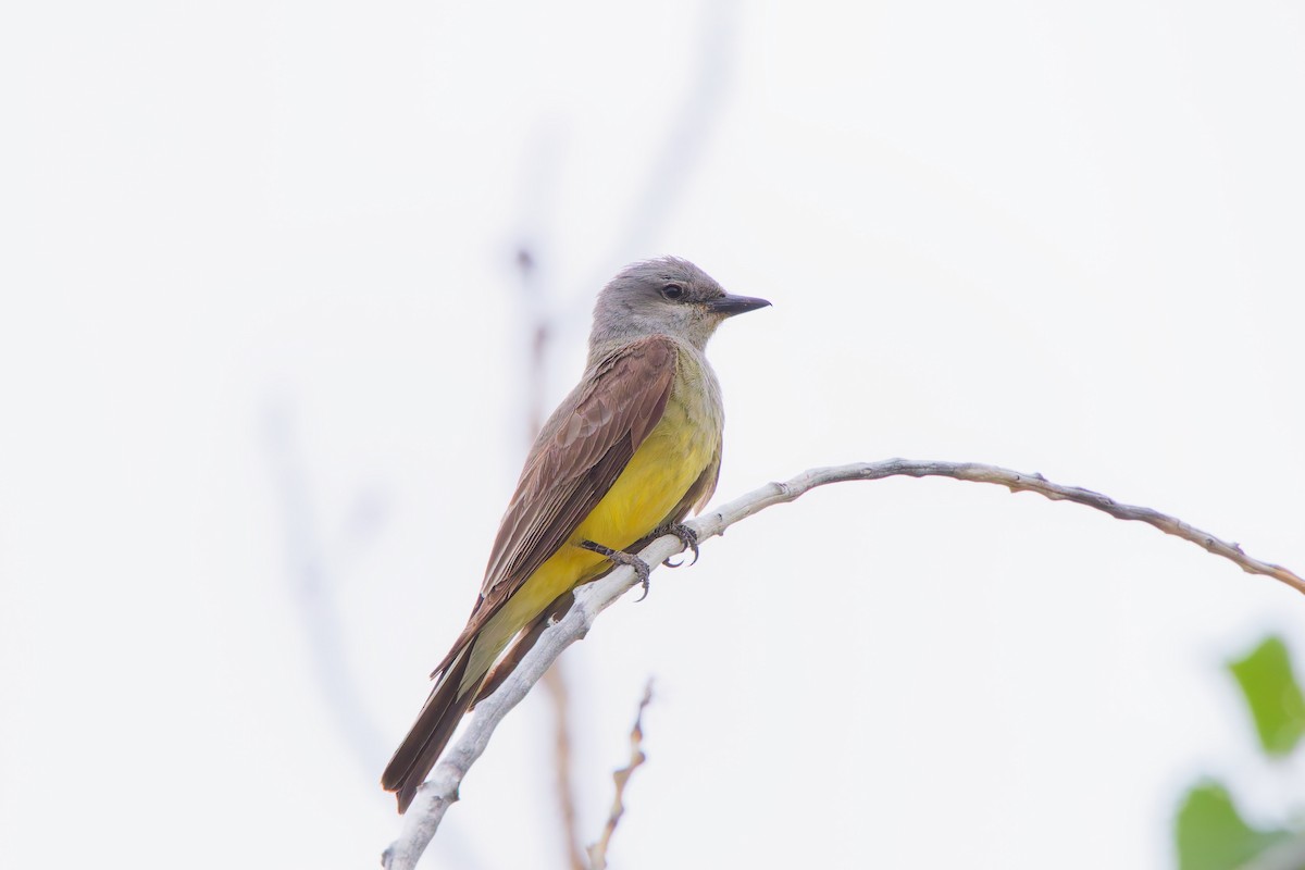 Western Kingbird - ML641570311