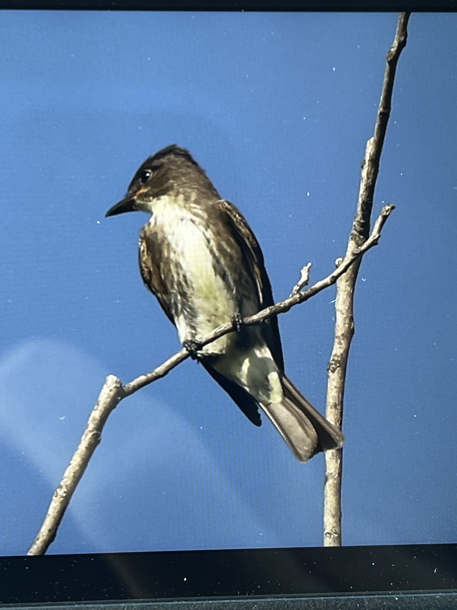 Olive-sided Flycatcher - ML641570312