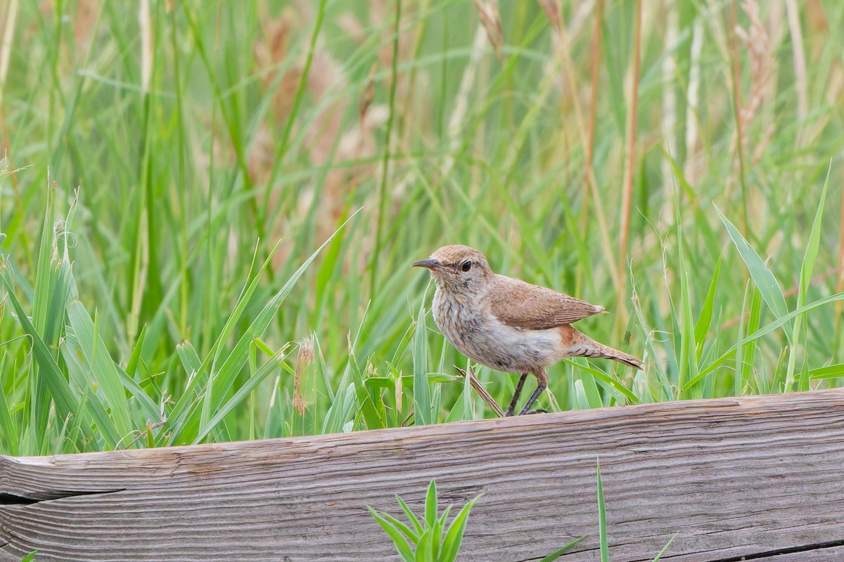 Rock Wren - ML641570315