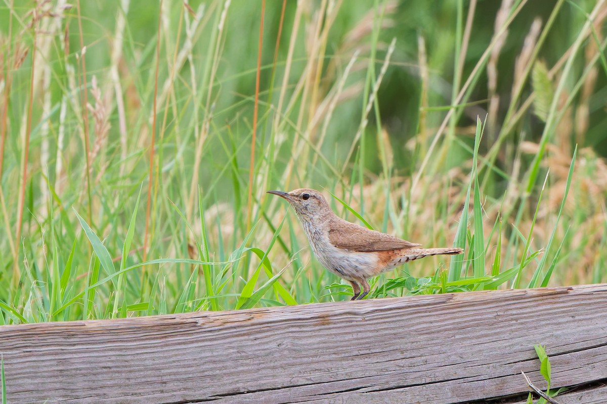 Rock Wren - ML641570316