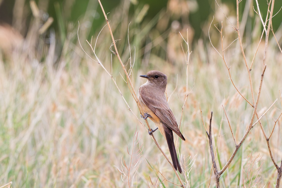 Say's Phoebe - ML641570331