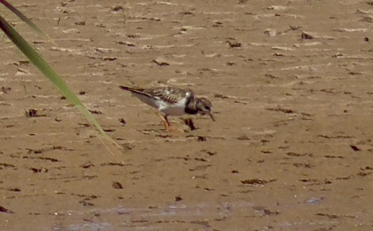 Ruddy Turnstone - ML641570333