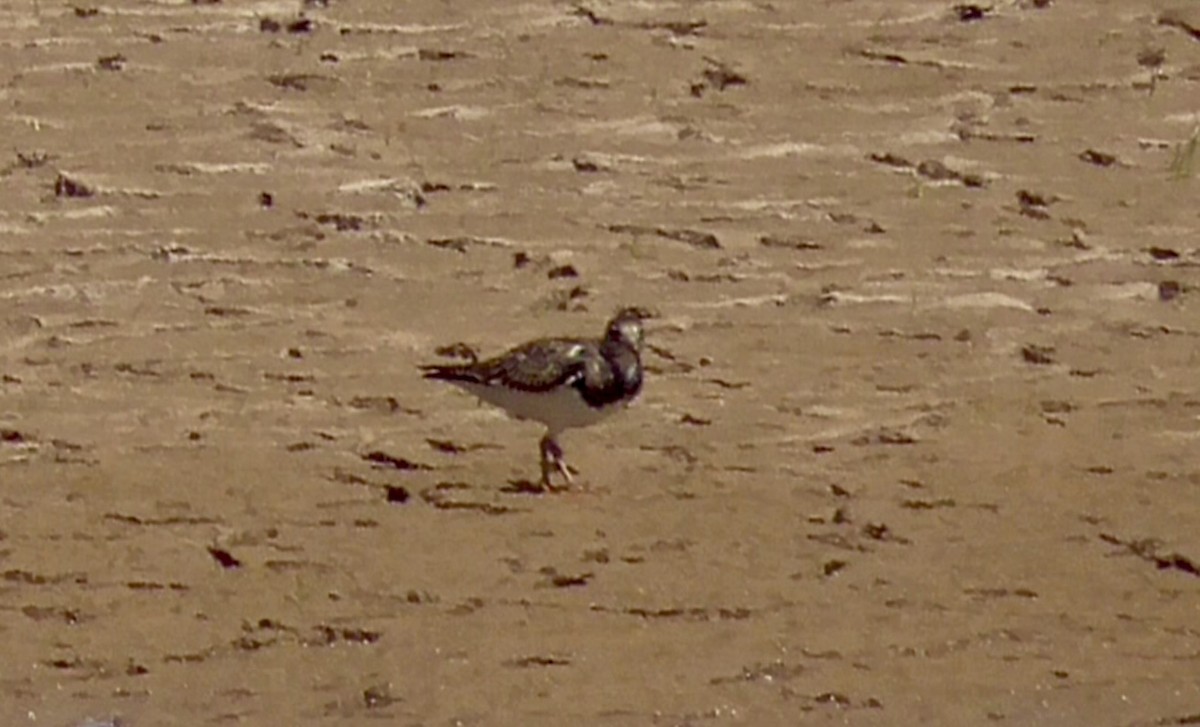Ruddy Turnstone - ML641570334