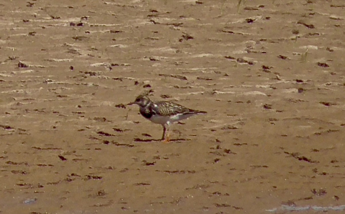Ruddy Turnstone - ML641570335