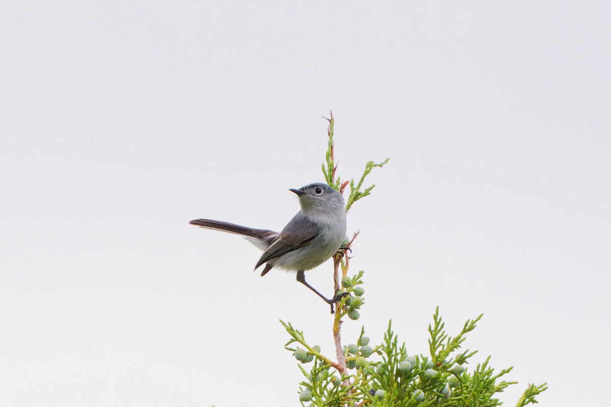 Blue-gray Gnatcatcher - ML641570339