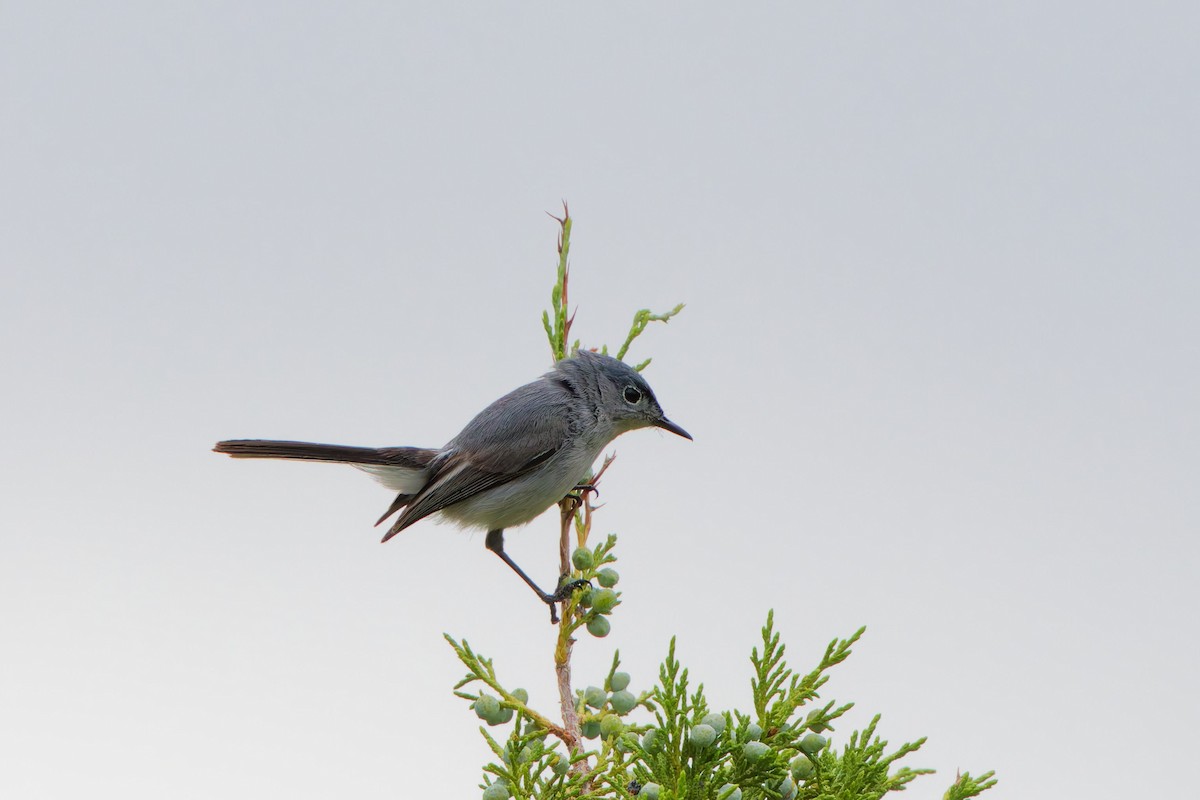 Blue-gray Gnatcatcher - ML641570340
