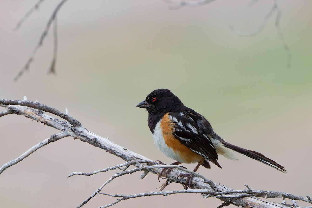 Spotted Towhee - ML641570342