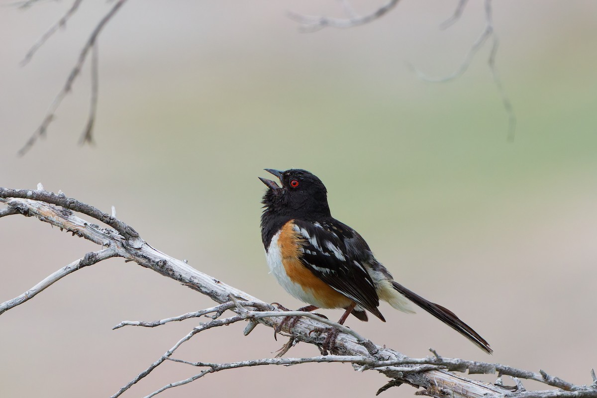 Spotted Towhee - ML641570343