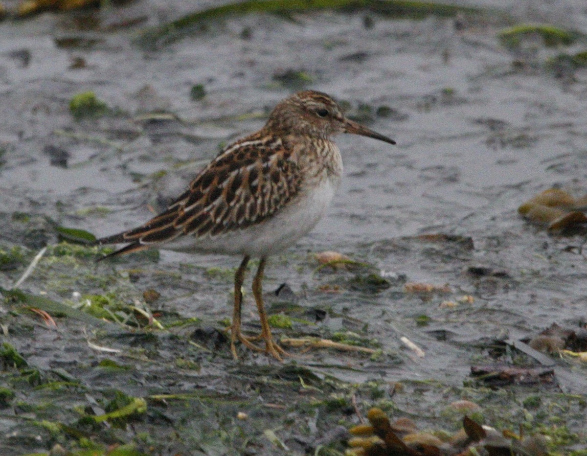 Pectoral Sandpiper - ML641570382