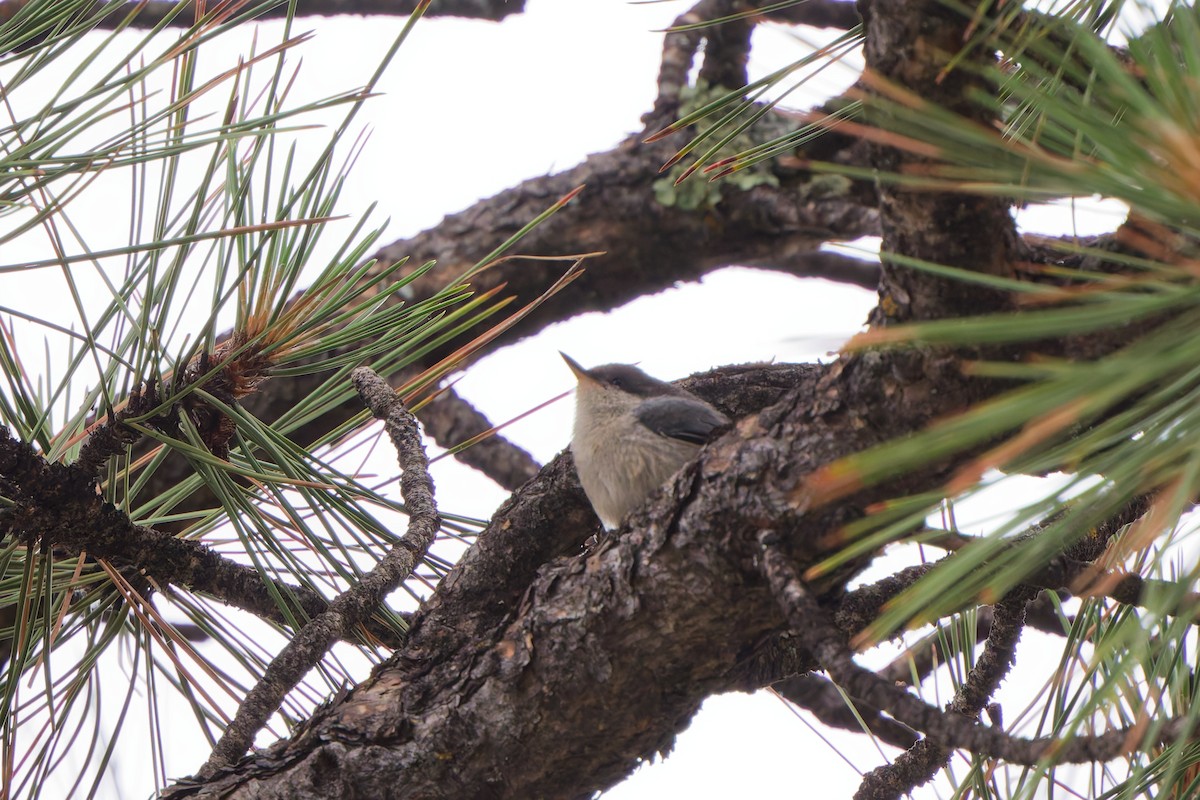 Pygmy Nuthatch - ML641570431