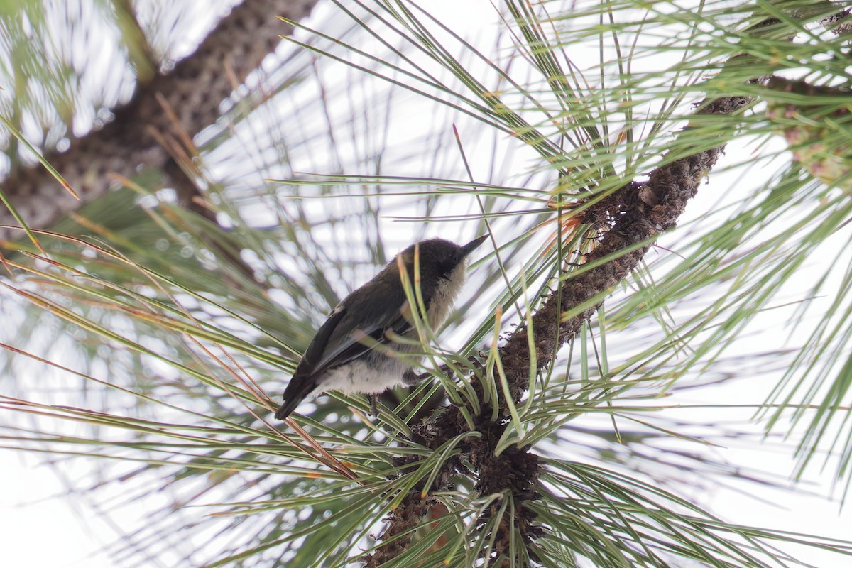 Pygmy Nuthatch - ML641570432